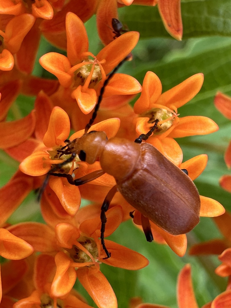 Orange Blister Beetle