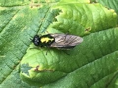 Chloromyia formosa