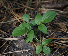 Sambucus kamtschatica