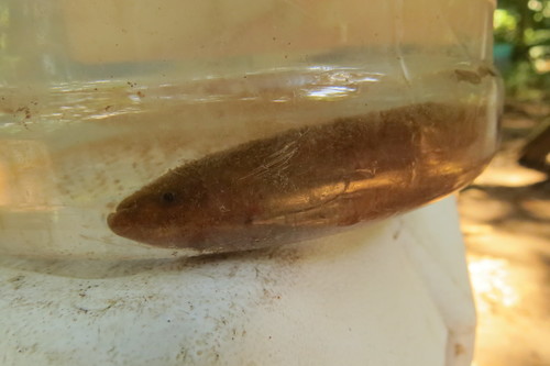Banded knifefish (Gymnotus cylindricus) — Gymnotidae
