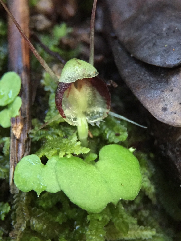 Corybas trilobus
