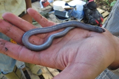 Gymnopis multiplicata