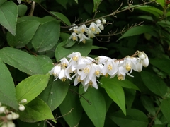 Deutzia