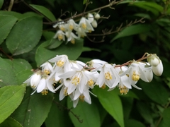 Deutzia