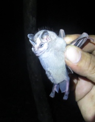 Vampyriscus nymphaea