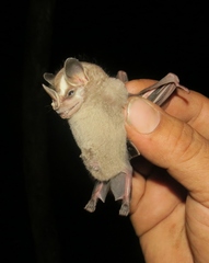 Vampyriscus nymphaea