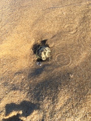 Lysiosquillina maculata