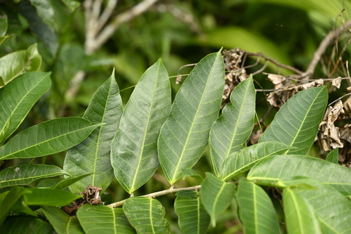 Ficus heteropleura, photograph 5