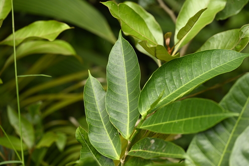 Image of Ficus heteropleura by (c) 曾昱承 Yu-Cheng Zeng, some rights reserved (CC BY)