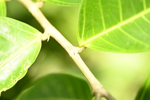 Image of Ficus heteropleura by (c) 曾昱承 Yu-Cheng Zeng, some rights reserved (CC BY)