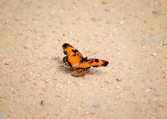 Chlosyne lacinia saundersi