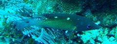 Bodianus dictynna