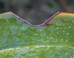 Ichneutica steropastis