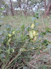 Humularia