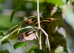 Heliconius besckei
