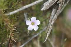 Oxalis dentata