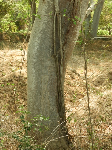 Cissus alata, photograph 4