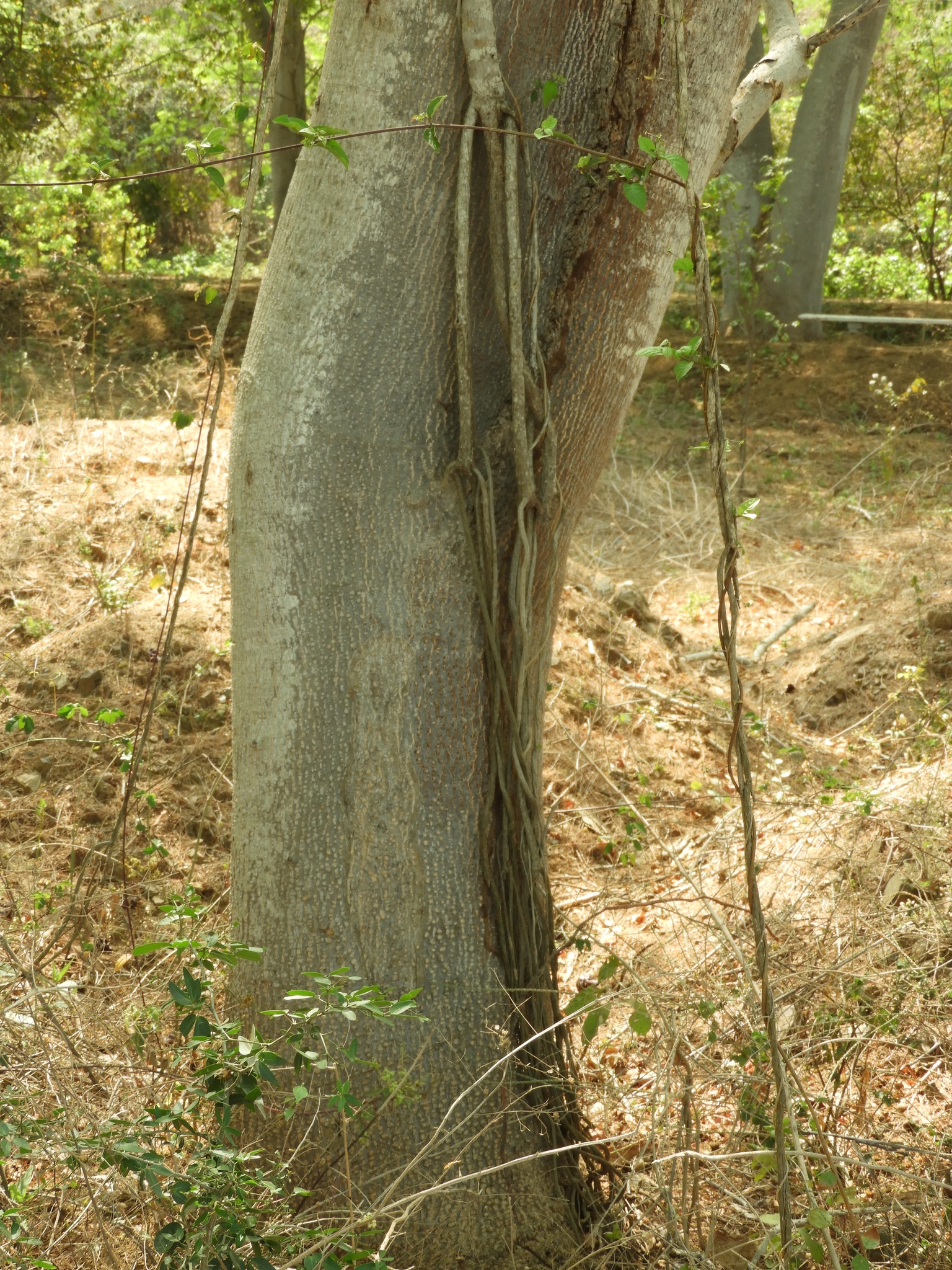 Imagem de Trepadeira-vinga