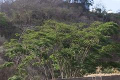 Psarocolius decumanus