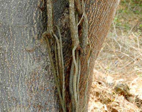Cissus alata, photograph 2