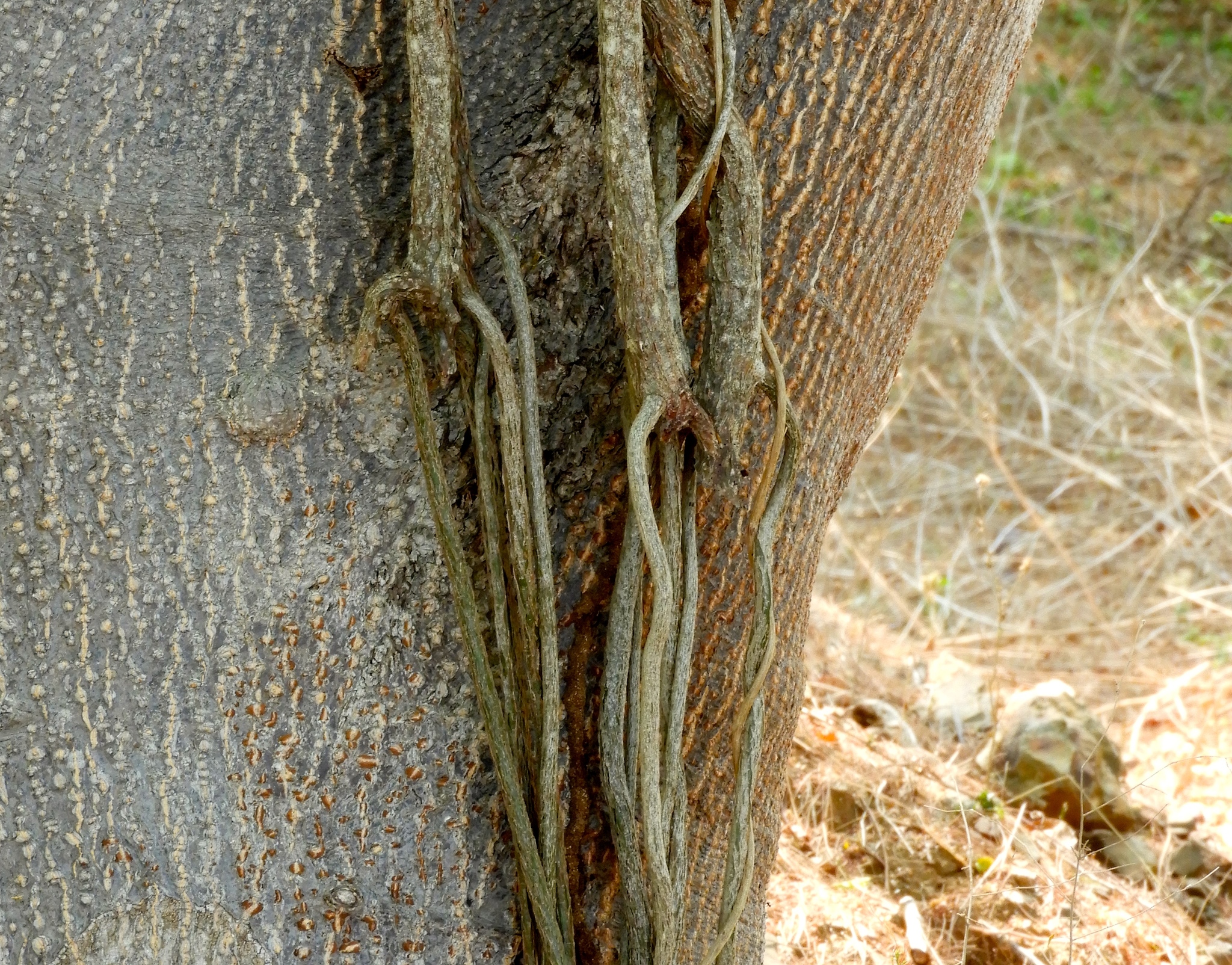Imagem de Trepadeira-vinga
