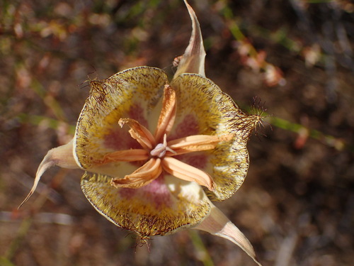 Image of Calochortus fimbriatus by (c) George Williams, some rights reserved (CC BY)