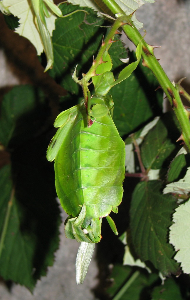 Phasme feuille des Philippines (Phyllium philippinicum)