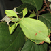 Leaf Insect - Photo Drägüs, no known copyright restrictions (public domain)