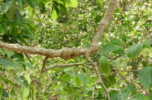 Cissus alata, photograph 1