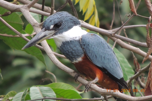 Ringed Kingfisher, photo 9 of 9