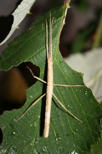 Paramenexenus laetus