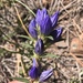 Pleated Gentian - Photo (c) H.M. Hofling, some rights reserved (CC BY-NC), uploaded by H.M. Hofling