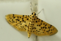 Conogethes
