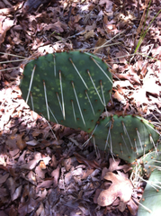 Opuntia macrocentra