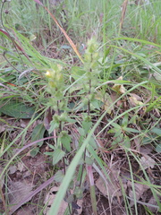 Alectra sessiliflora