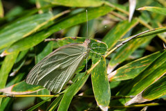 Glutophrissa drusilla