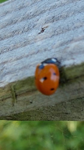 Seven-spotted Lady Beetle photographed in Indiana