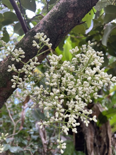Syzygium clusiifolium observed 2024-07-03