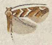 Gregarious Oak Leafminer Moth