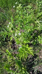 Anthriscus sylvestris