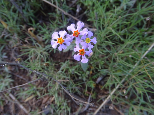 Purple Drumsticks (Zaluzianskya violacea)