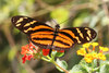 Mariposa Tigre de Alas Largas - Photo (c) Anne Toal, algunos derechos reservados (CC BY)