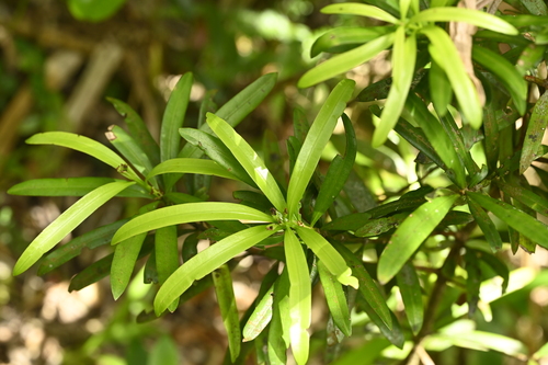 Podocarpus costalis (Podocarpus costalis)