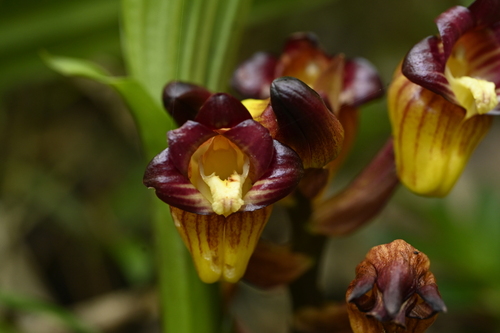 Acanthophippium pictum (Acanthophippium pictum)