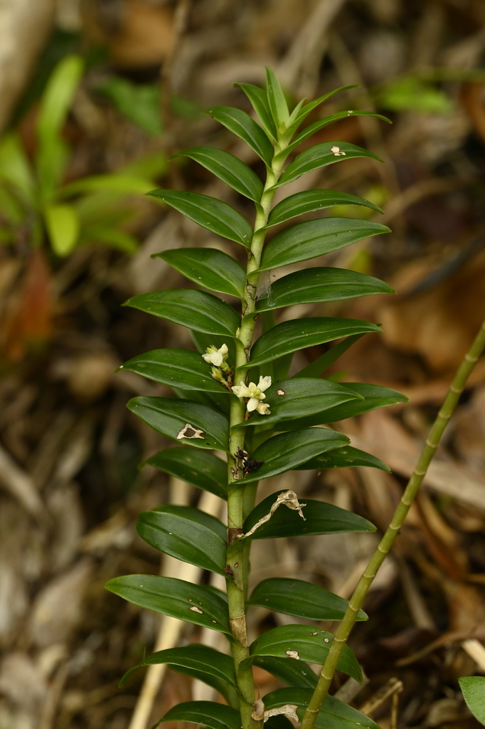 Appendicula fenixii