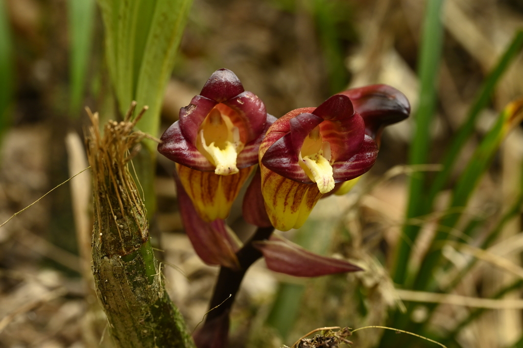 Acanthophippium pictum