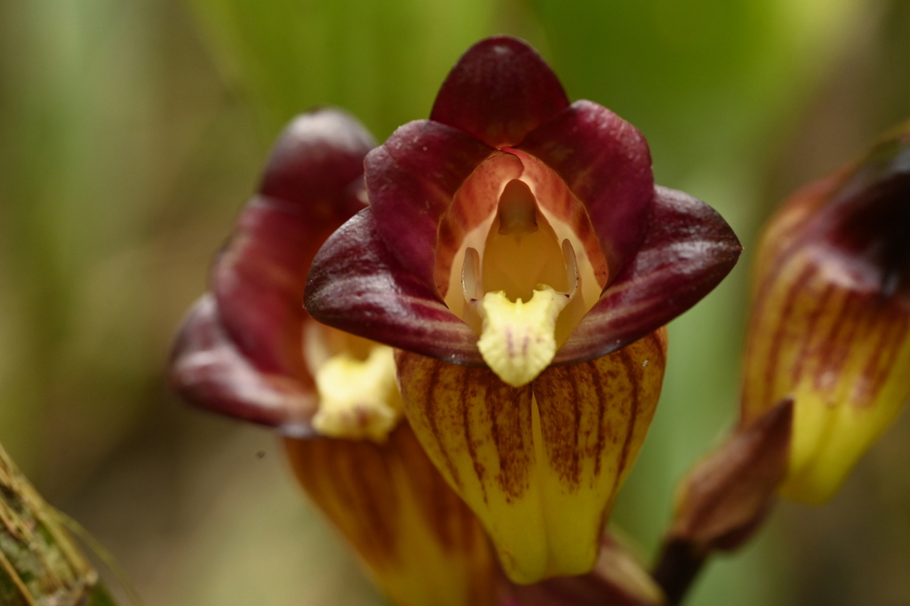 Acanthophippium pictum