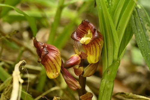 Acanthophippium pictum (Acanthophippium pictum)