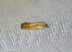 Eucosma umbrastriana