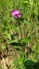 Phlox ovata